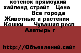 котенок прямоухий  хайленд страйт › Цена ­ 10 000 - Все города Животные и растения » Кошки   . Чувашия респ.,Алатырь г.